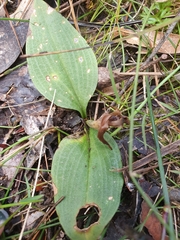 Chiloglottis valida