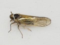 Javesella pellucida