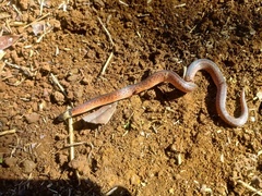 Atractus paraguayensis