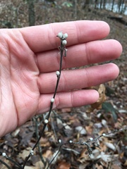 Lithospermum latifolium