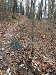 Lithospermum latifolium