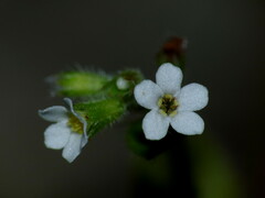 Myosotis forsteri