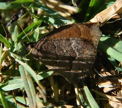 Pindis squamistriga