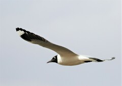 Chroicocephalus serranus