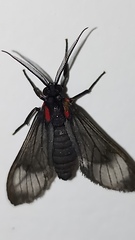 Saurita