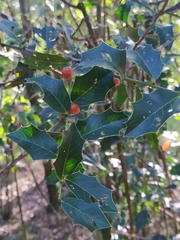 Maytenus ilicifolia
