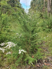 Kunzea ericoides