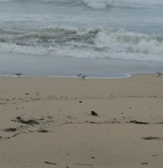 Calidris alba alba