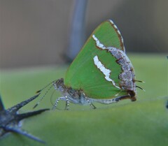 Chlorostrymon simaethis