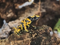 Dendrobates leucomelas