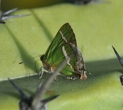 Chlorostrymon simaethis