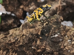 Dendrobates leucomelas