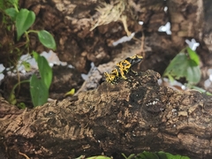 Dendrobates leucomelas