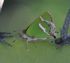 Chlorostrymon simaethis