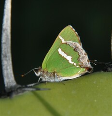 Chlorostrymon simaethis