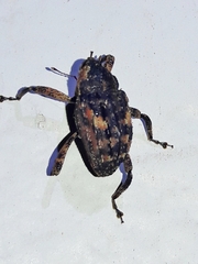 Cryptorhynchinae