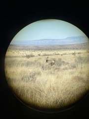 Oryx gazella