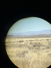 Oryx gazella