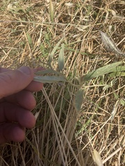Solanum esuriale