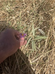 Solanum esuriale