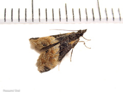 Eudonia chlamydota