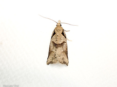 Harmologa amplexana