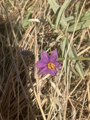 Solanum esuriale