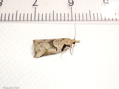 Harmologa amplexana