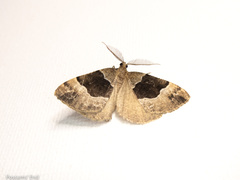 Pseudocoremia pergrata