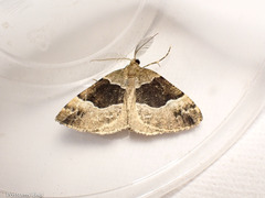 Pseudocoremia pergrata