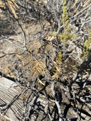 Prosopis glandulosa
