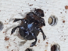 Dendropaemon convexus