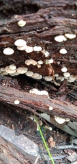 Panellus luxfilamentus