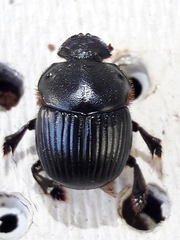 Dendropaemon convexus