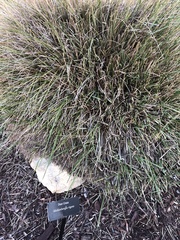 Muhlenbergia rigens