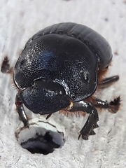 Dendropaemon convexus