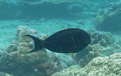 Acanthurus nigricauda
