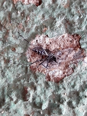 Stegomyia