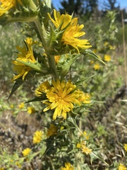 Scolymus hispanicus
