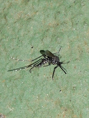 Stegomyia