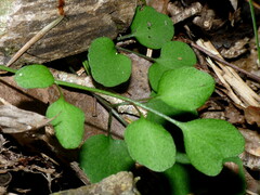 Cardamine forsteri