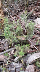 Acrotriche serrulata