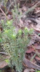 Acrotriche serrulata