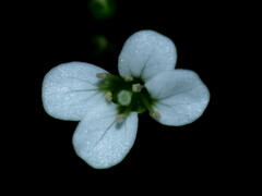 Cardamine forsteri