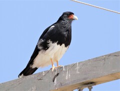 Daptrius megalopterus