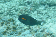 Acanthurus olivaceus