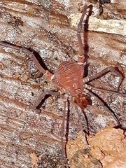 Gonyleptidae