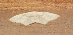 Scopula limboundata