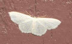 Scopula junctaria