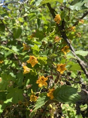 Tropaeolum ciliatum